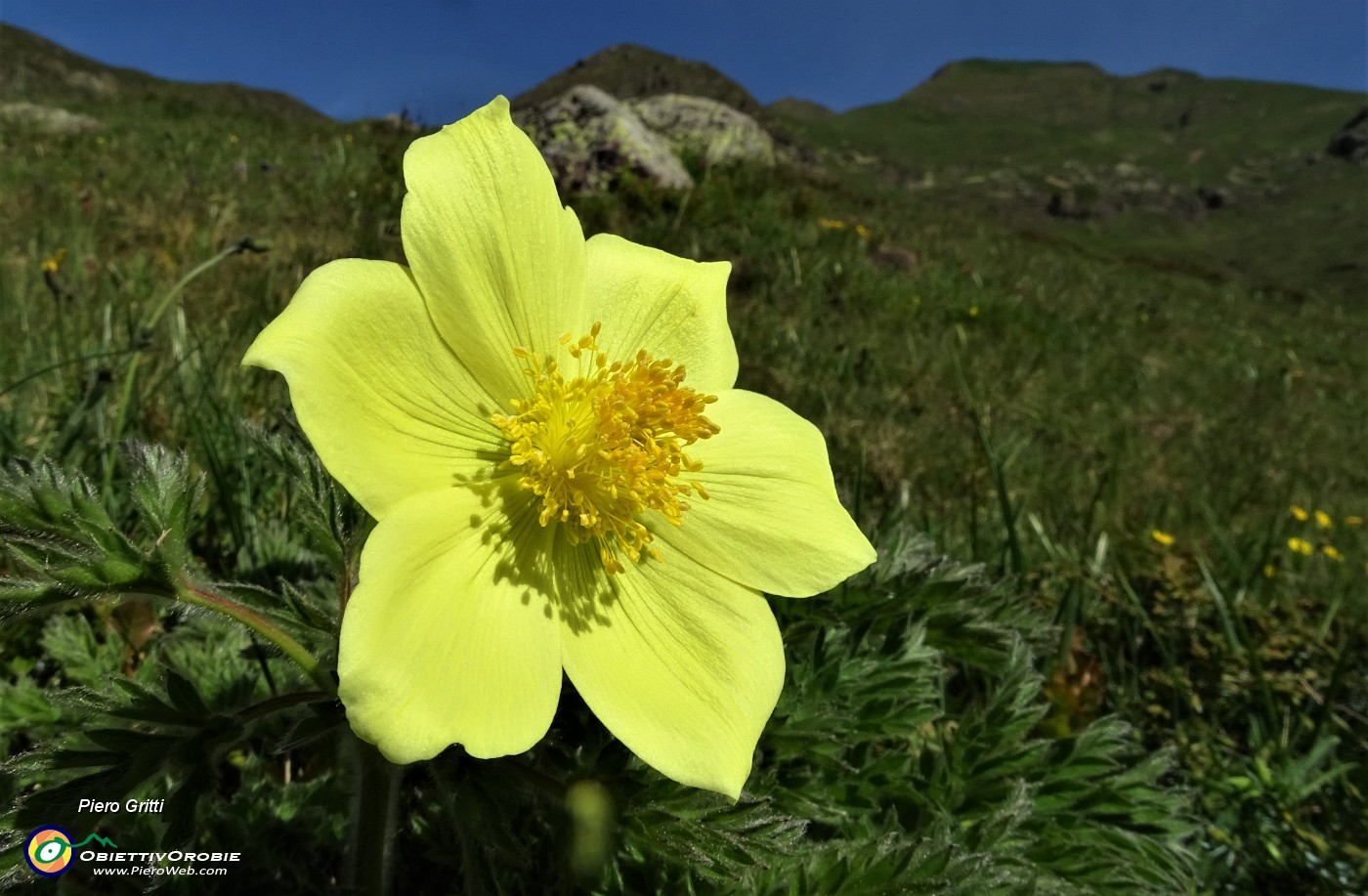 17  Pulsatilla alpina sulfurea con ospite.JPG